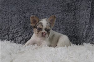 Henna - French Bulldog for sale