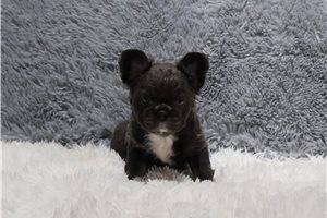 Jyro - puppy for sale