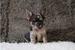 Henley - French Bulldog for sale