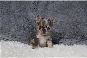 Helga - puppy for sale