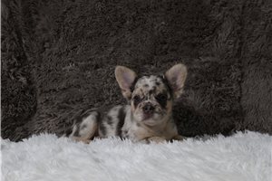 Helda - French Bulldog for sale