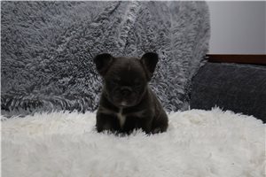 Julep - puppy for sale