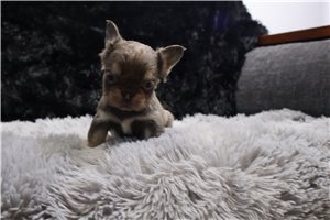 Laurel - French Bulldog for sale