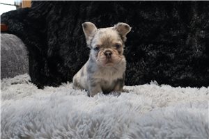 Lizette - French Bulldog for sale