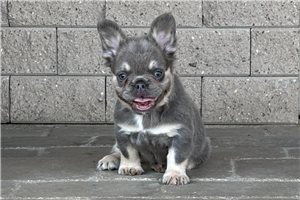 Leila - French Bulldog for sale