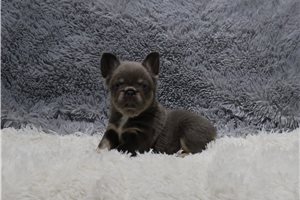 Josie - French Bulldog for sale