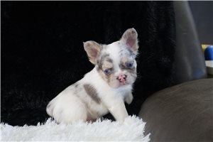 Henna - French Bulldog for sale