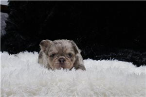 Lizette - puppy for sale