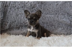 Leni - French Bulldog for sale
