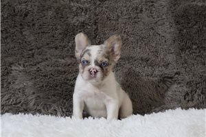 Henna - French Bulldog for sale