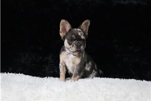 Henley - French Bulldog for sale