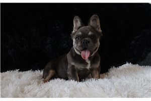 Leni - French Bulldog for sale