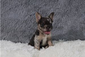 Henley - French Bulldog for sale