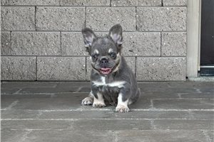 Leila - French Bulldog for sale