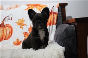 Jyro - French Bulldog for sale