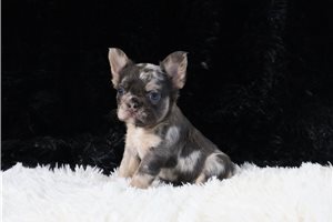 Henley - puppy for sale