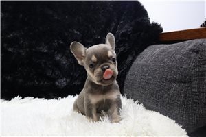 Lazarus - French Bulldog for sale