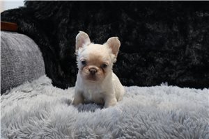 Leela - French Bulldog for sale
