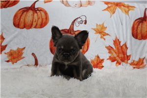 Josie - French Bulldog for sale