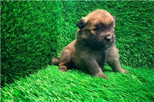 Amber - Pomeranian for sale