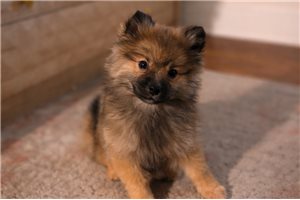 Amber - Pomeranian for sale