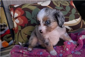 Addison - Miniature Australian Shepherd for sale
