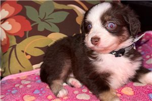 Alara - Miniature Australian Shepherd for sale