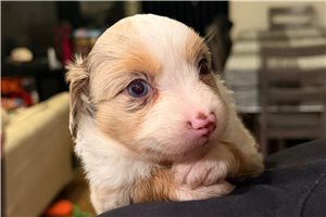 Artemis - Miniature Australian Shepherd for sale