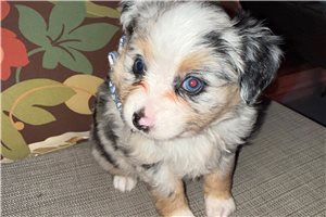 Amanda - Miniature Australian Shepherd for sale