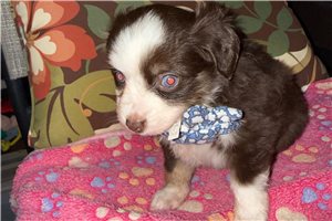 Alara - Miniature Australian Shepherd for sale