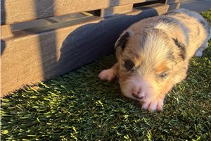 Amanda - Miniature Australian Shepherd for sale