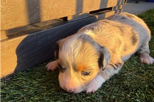 Addison - Miniature Australian Shepherd for sale
