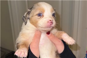 Artemis - Miniature Australian Shepherd for sale