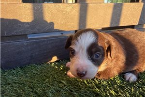 Alara - Miniature Australian Shepherd for sale