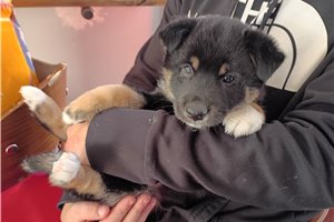 Alexander - Shiba Inu for sale