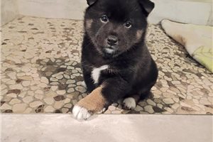 Archer - Shiba Inu for sale