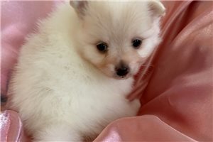 Sea Silk - Pomeranian for sale