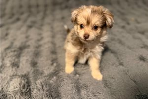 Viggo - Mixed/Other for sale