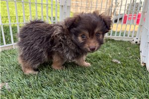 Archie - Poma-Poo - Pomapoo for sale
