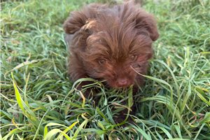 Allison - Poma-Poo - Pomapoo for sale