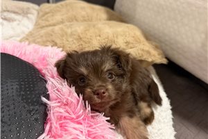 Vince - puppy for sale