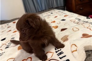 Vinnie - puppy for sale