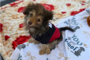 Archie - Poma-Poo - Pomapoo for sale