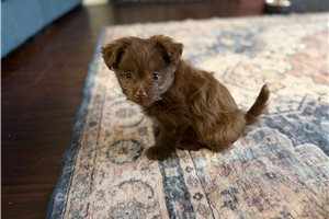 Viki - puppy for sale