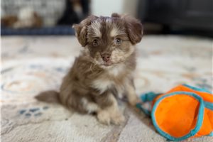 Ashlee - Poma-Poo - Pomapoo for sale