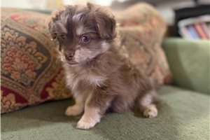 Ashlee - Poma-Poo - Pomapoo for sale