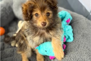 Archie - Poma-Poo - Pomapoo for sale