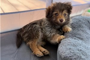 Archie - Poma-Poo - Pomapoo for sale