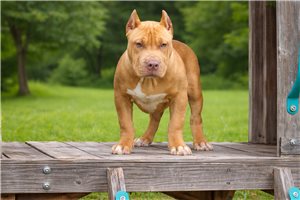 Khora - American Bully for sale