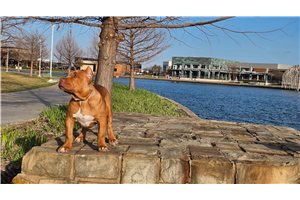 Khora - American Bully for sale